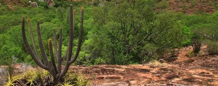 Bioma Exclusivamente Brasileiro Caatinga Perdeu Mais De 10 De Vegetação Nativa Nos últimos 37 3970