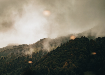 Como ajudar a Amazônia e o Pantanal