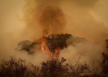 Como ajudar a Amazônia e o Pantanal