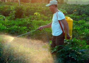 Como um agrotóxico usado na Guerra do Vietnã está destruindo videiras na Campanha Gaúcha