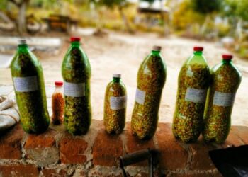 Sementes da diversidade – Práticas compartilhadas: conceitualizando Sementes Comuns