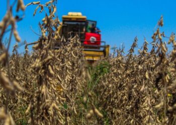 Famílias estimam colher mais de 40 toneladas de soja orgânica neste ano