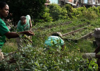 Uma horta que muda vidas: projeto comunitário transformou a paisagem da favela e a vida de muitas pessoas