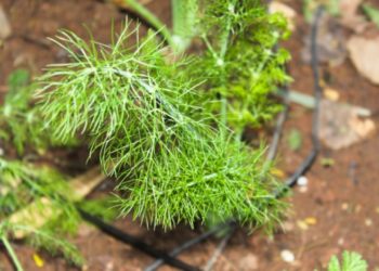 Farmácia Viva: seja um chá ou xarope caseiro, as práticas naturais têm nome e todos nós já usamos