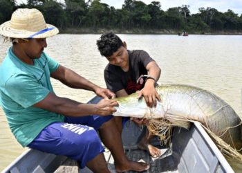 Práticas sustentáveis de povos indígenas conservam 114 milhões de árvores na Amazônia