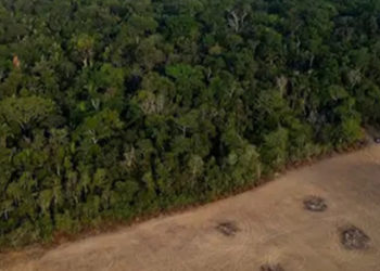 Destruição da floresta tropical é financiada por bancos centrais do mundo