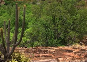 Bioma exclusivamente brasileiro, Caatinga perdeu mais de 10% de vegetação nativa nos últimos 37 anos