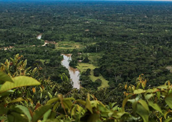 Vitória dos movimentos ambientalistas: conheça as propostas do novo governo para as pautas ambientais