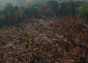Desmatamento na Amazônia tem maior alta percentual em um mandato presidencial, afirmam entidades