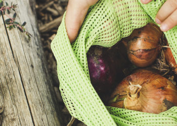 “O problema dos agrotóxicos sintéticos está ligado ao desenvolvimento de um sistema alimentar falho”
