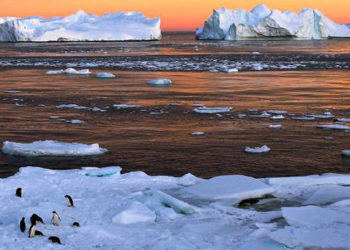 Como mudanças climáticas estão alterando comportamento, reprodução e tamanho de animais