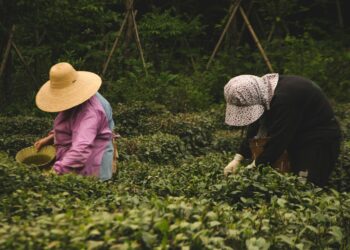 Florestas Comestíveis: a revolução verde na produção sustentável de alimentos