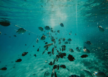 Poluição por ansiolíticos altera comportamento e ameaça sobrevivência de peixes