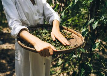 Brasil lidera consumo de agrotóxicos: riscos à saúde e meio ambiente
