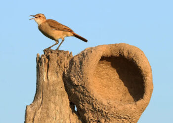 João-de-barro: o arquiteto da natureza que leva em conta vento, sol e relevo