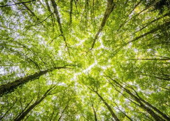 Lula sanciona lei do licenciamento ambiental com 63 vetos