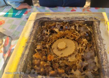 A importância das Abelhas-Sem-Ferrão na preservação ambiental