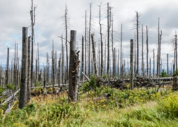 Desmatamento contribui com 74% da redução das chuvas e 16% do aumento da temperatura na Amazônia durante a seca