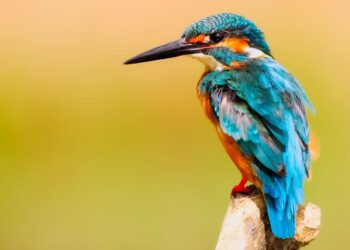 Natureza e Felicidade: observar a vida selvagem pode transformar o bem-estar