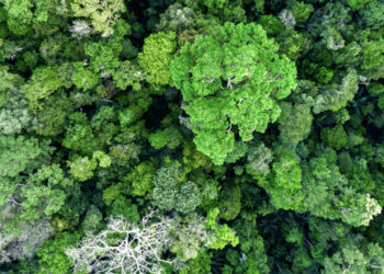 Amazônia: biodiversidade de insetos ganha nova revelação nas alturas da floresta