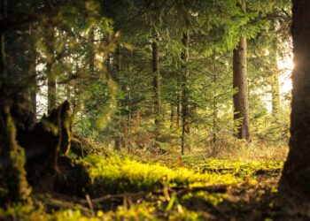 A ambiciosa e controversa iniciativa brasileira para financiar a conservação das florestas tropicais