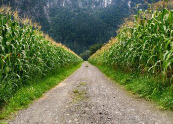 Transição agroalimentar: do modelo Predatório ao Sustentável no século 21