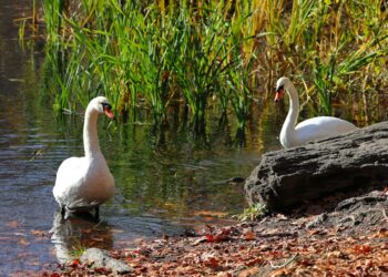 Agrotóxico atrazina contamina rios do Pantanal e é alvo de ação judicial no MS