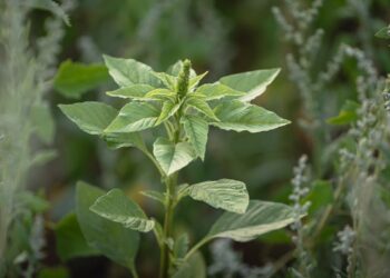 Entidades pressionam Anvisa por suspensão de agrotóxicos após fraudes científicas