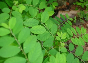 Fiocruz desenvolve 1º fitoterápico de quebra-pedra para o SUS
