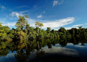 Movimentos socioambientais brasileiros enfrentaram dilemas antigos e novos em 2026