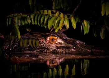 Como a liberalização de armas fortaleceu o crime ambiental no Brasil