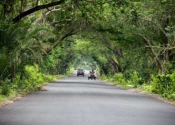 Governo lança Plano Nacional de Arborização Urbana e mira ampliar cobertura vegetal até 2045