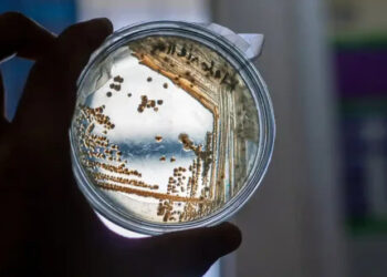 Seca intensifica resistência a antibióticos no solo e amplia risco à saúde global