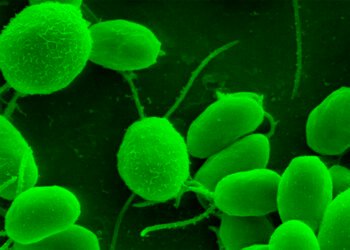 O que uma alga microscópica pode revelar sobre a origem das células humanas?