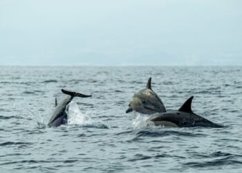 Jacques Cousteau e a lição que a natureza ainda tenta nos ensinar