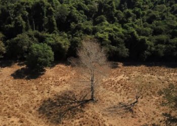 Nordeste concentra pressão do desmatamento mesmo com queda nacional
