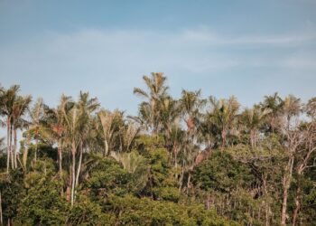 Desmatamento na Amazônia e no Cerrado atinge menor nível histórico, aponta Inpe