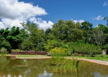 ECA Ambiental: por que o direito à natureza muda a proteção de crianças e adolescentes?